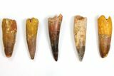 Lot: to Bargain Spinosaurus Teeth - Pieces #141495-1